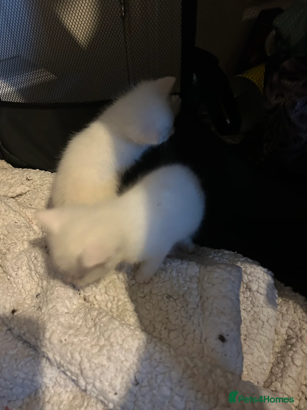 Mixed Breed cats for sale: white kittens available in Leicester - Advert 9