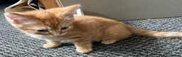 British Shorthair cats for sale: Ginger British shorthair male kittens.  3  - Advert 7