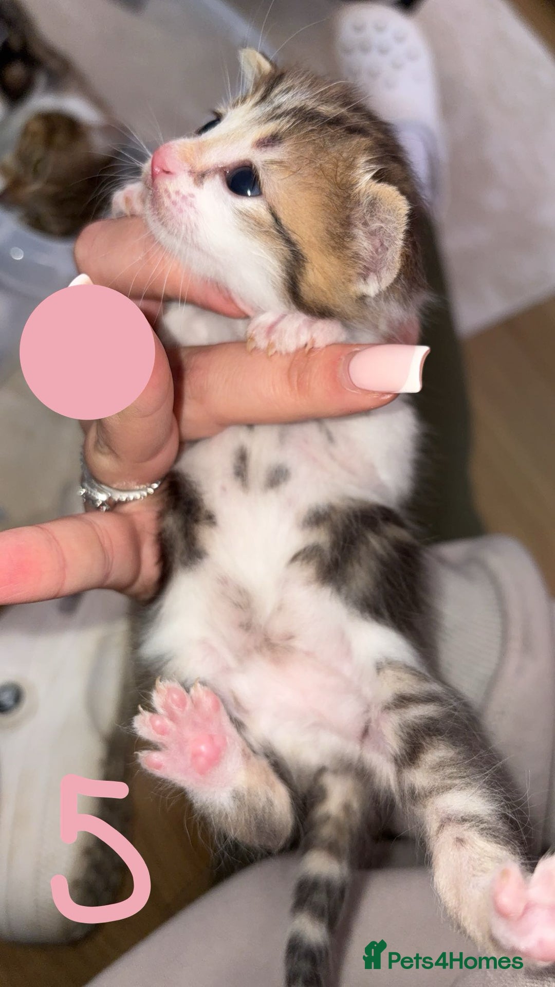 British Shorthair cats for sale: 6 beautiful kittens for sale  - Advert 11