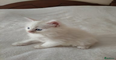 Maine Coon cats - Advert 2