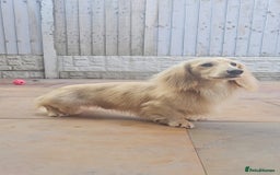 Miniature Dachshund dogs for stud: Cream Long-haired miniature Dachshund kc reg in Blackburn - Image 2