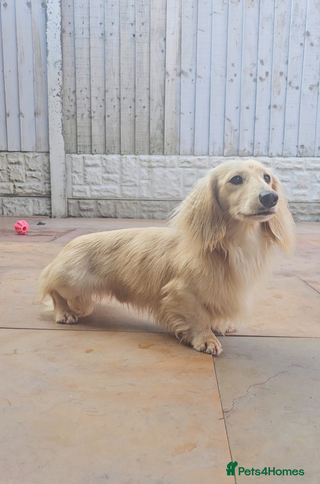 Miniature Dachshund dogs for stud: Cream Long-haired miniature Dachshund kc reg in Blackburn - Image 2