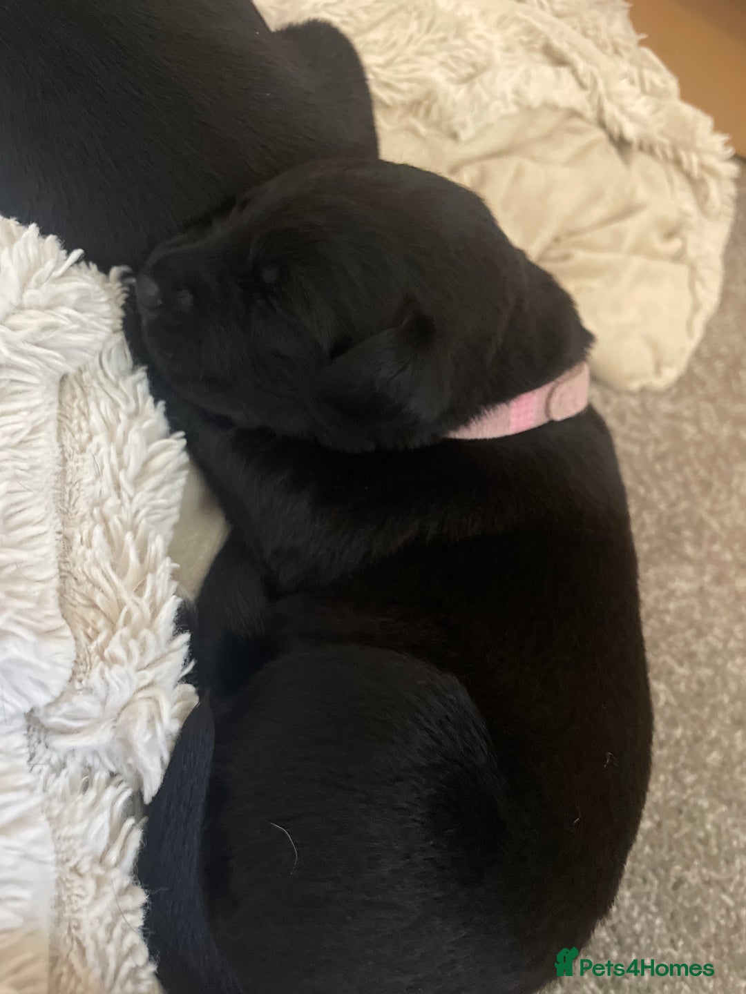 Mixed Breed dogs for sale: Pointerdor puppies  - Image 7