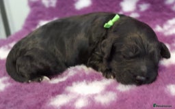 Cockapoo dogs for sale: Stunning F1 Cockapoos Available - Advert 3