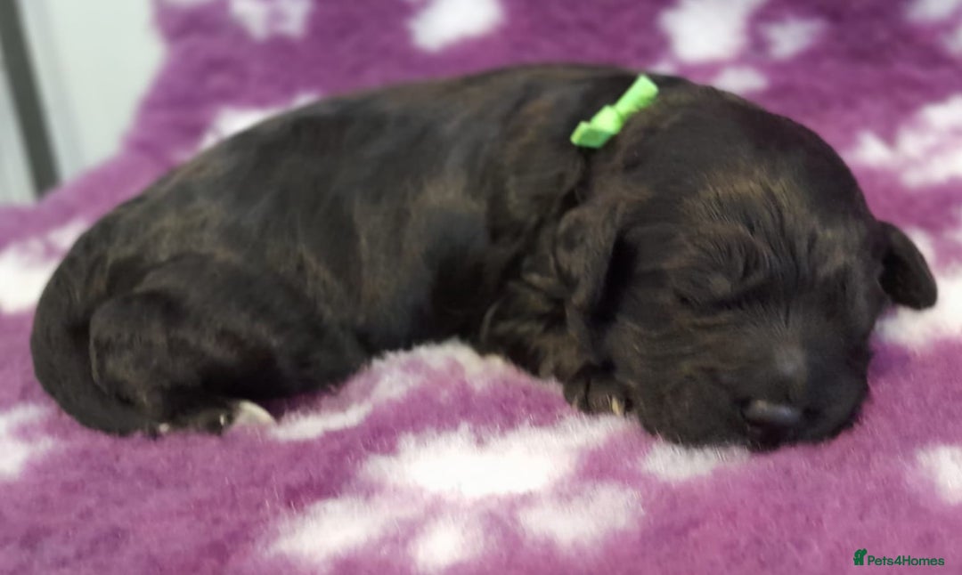 Cockapoo dogs for sale: Stunning F1 Cockapoos Available - Advert 3