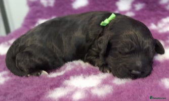 Cockapoo dogs Stunning F1 Cockapoos Available - Advert 2