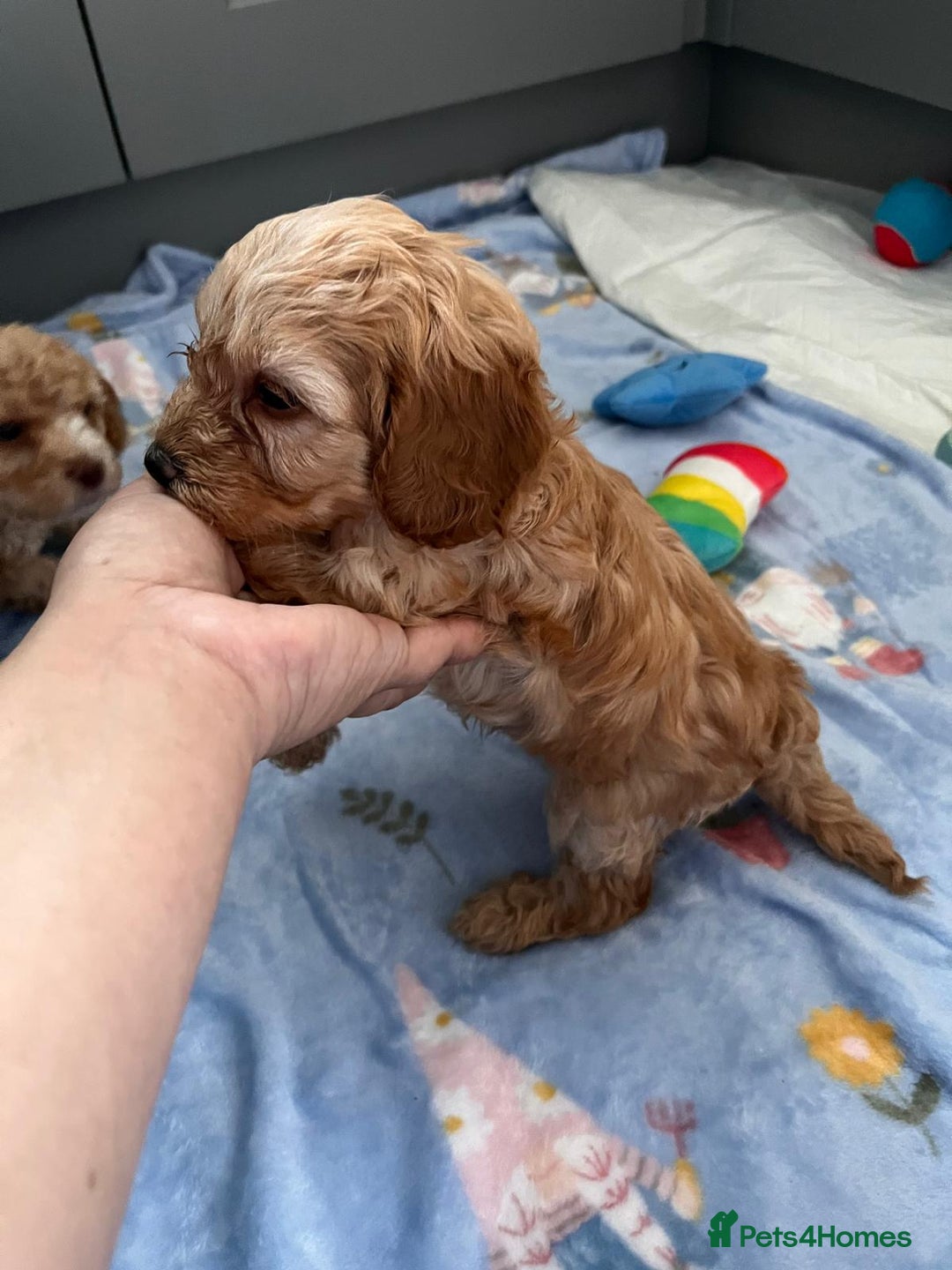Cavapoo dogs for sale: * Cavapoo Boys available * - Image 15