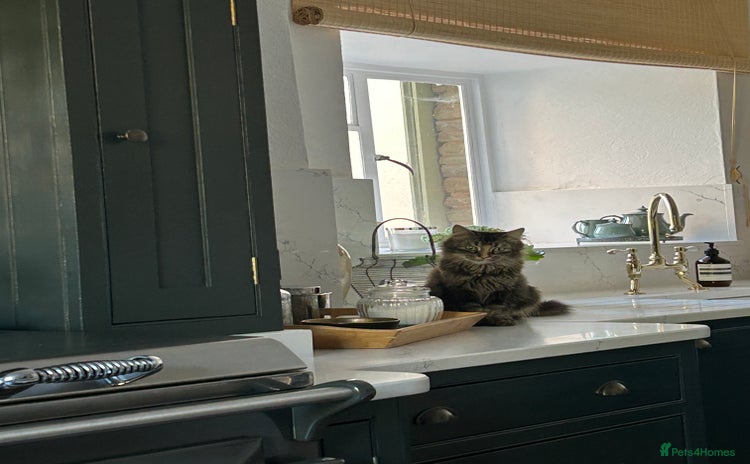 Maine Coon cats - Advert 12