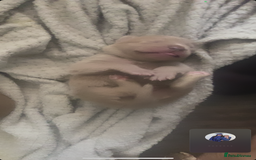 Staffordshire Bull Terrier dogs for sale: Staff puppies - Image 2