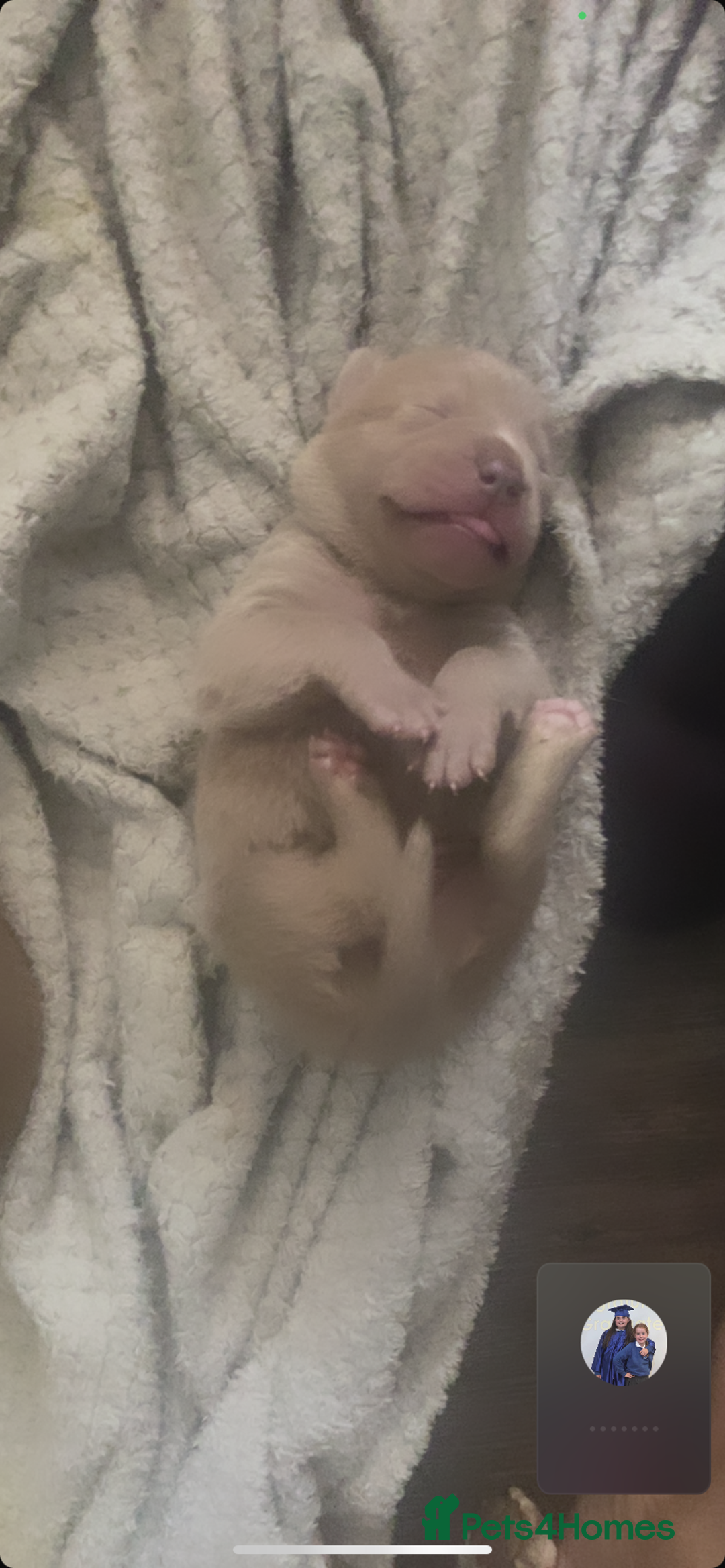 Staffordshire Bull Terrier dogs for sale: Staff puppies - Image 2