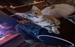 Domestic Shorthair cats for sale: 2 beautiful girls for sale  - Image 5