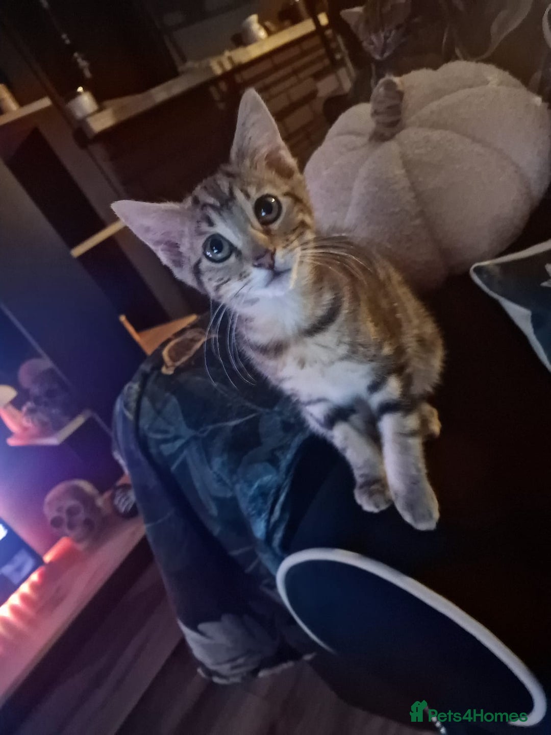 Domestic Shorthair cats for sale: 2 beautiful girls for sale  - Image 5