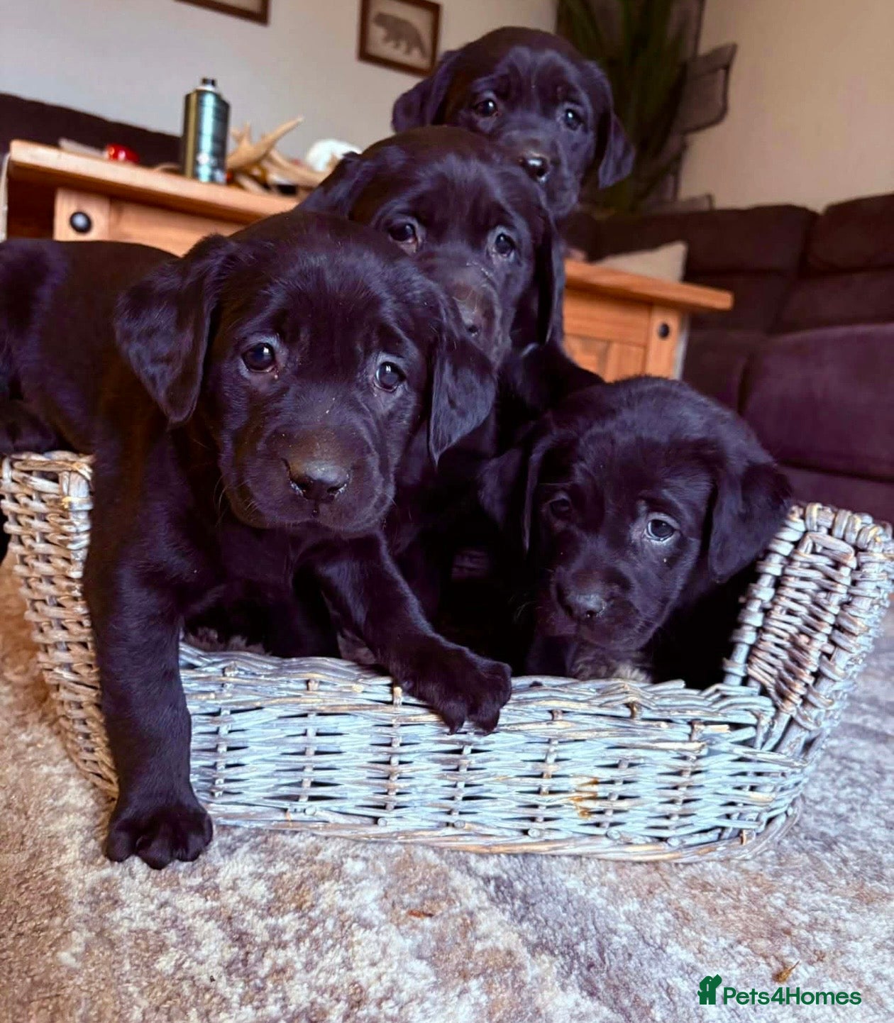 Labrador Retriever dogs Labrador retriever - Advert 1