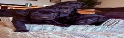 Labrador Retriever dogs for sale: Labrador retriever - Advert 1