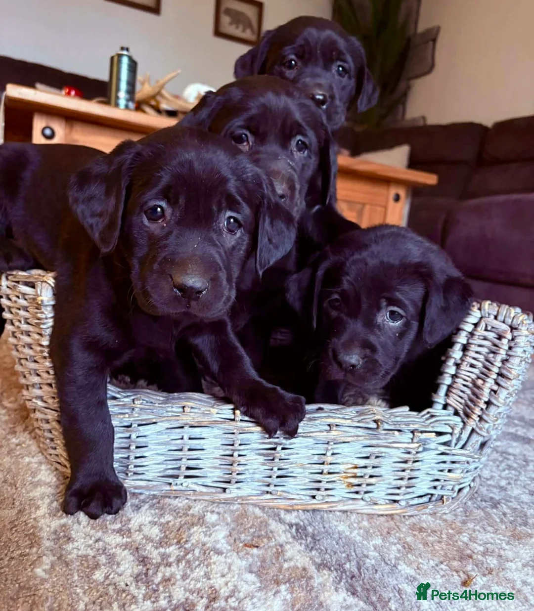 Labrador Retriever dogs for sale: Labrador retriever - Advert 1