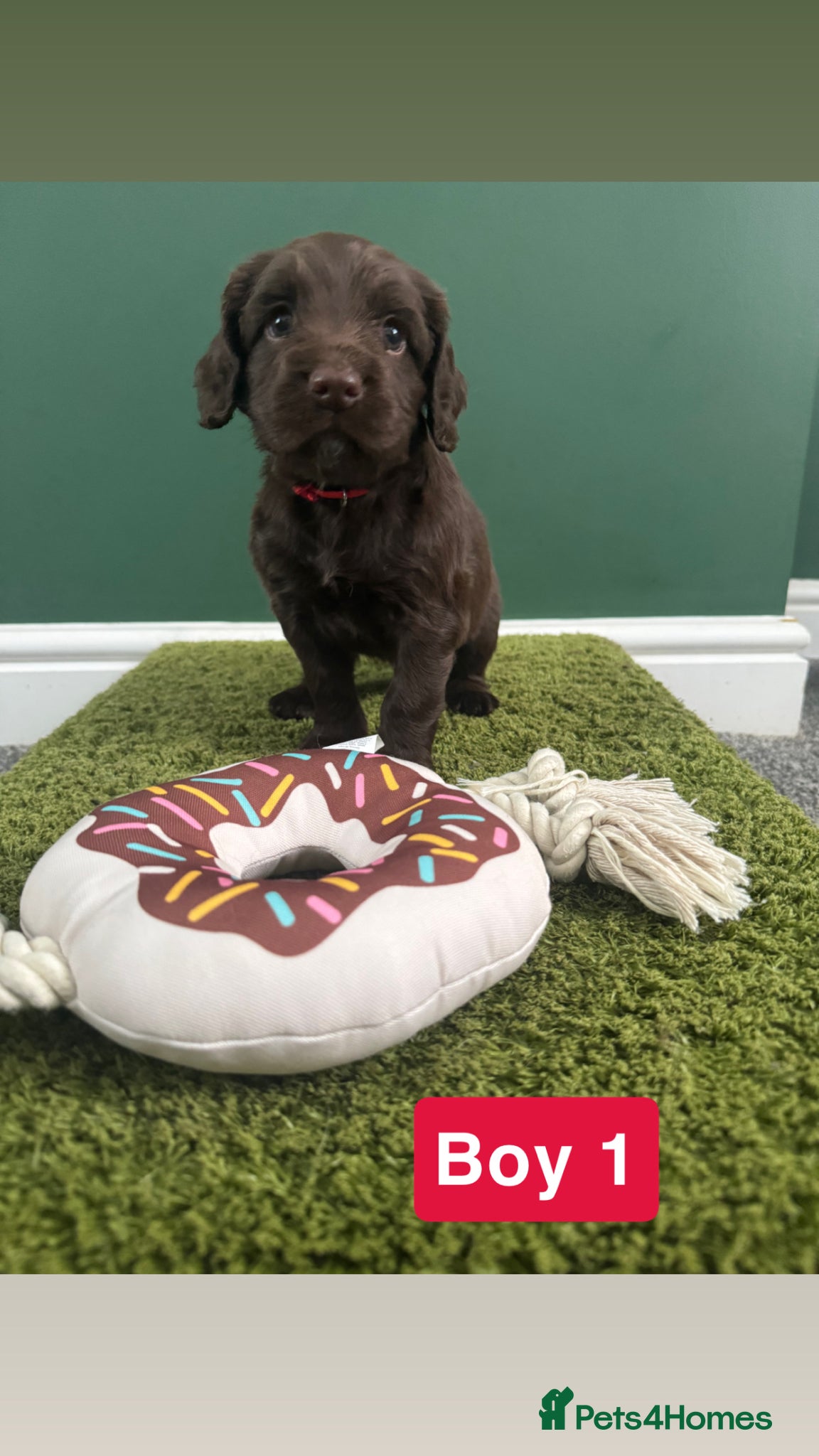 Cocker Spaniel dogs 3 Liver puppies left…Ready to leave in 18 days  - Advert 1