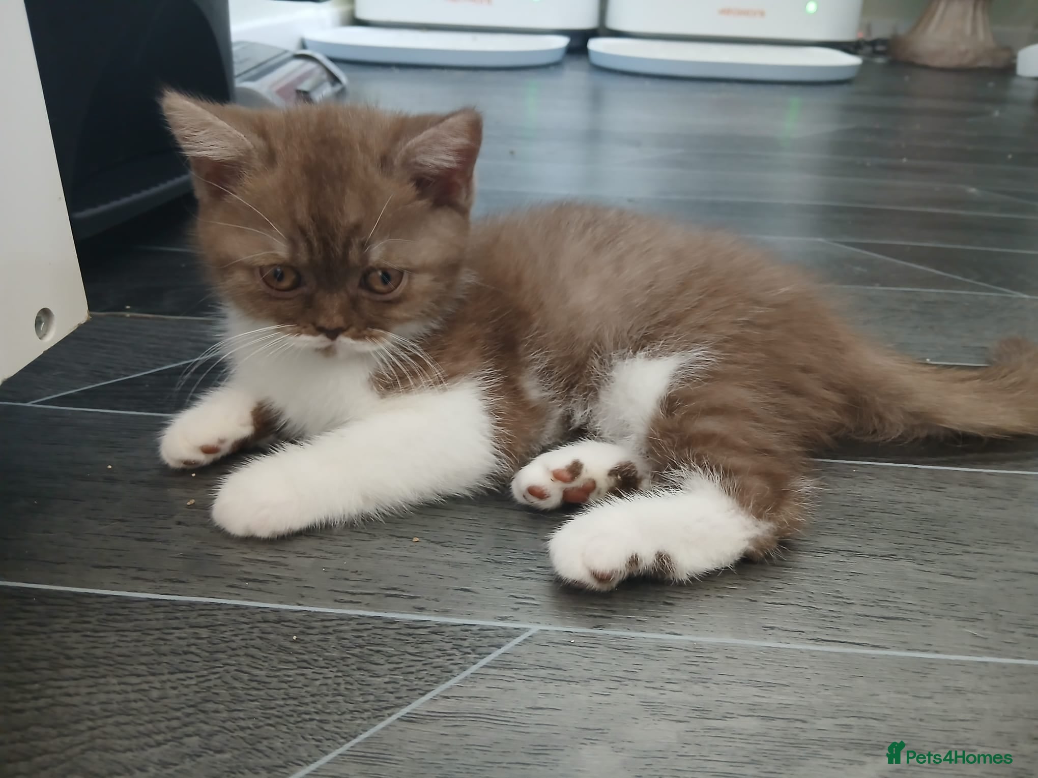 British Shorthair cats Full British Shorthair Kittens - Advert 4
