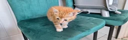 British Shorthair cats for sale: 4 Beautiful kittens for sale. in Redditch - Advert 8