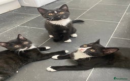 Mixed Breed cats for sale: ✨ Last 3 Adorable Mixed British Shorthair ✨ - Image 1