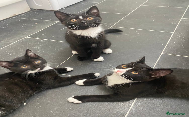 Mixed Breed cats - Advert 11