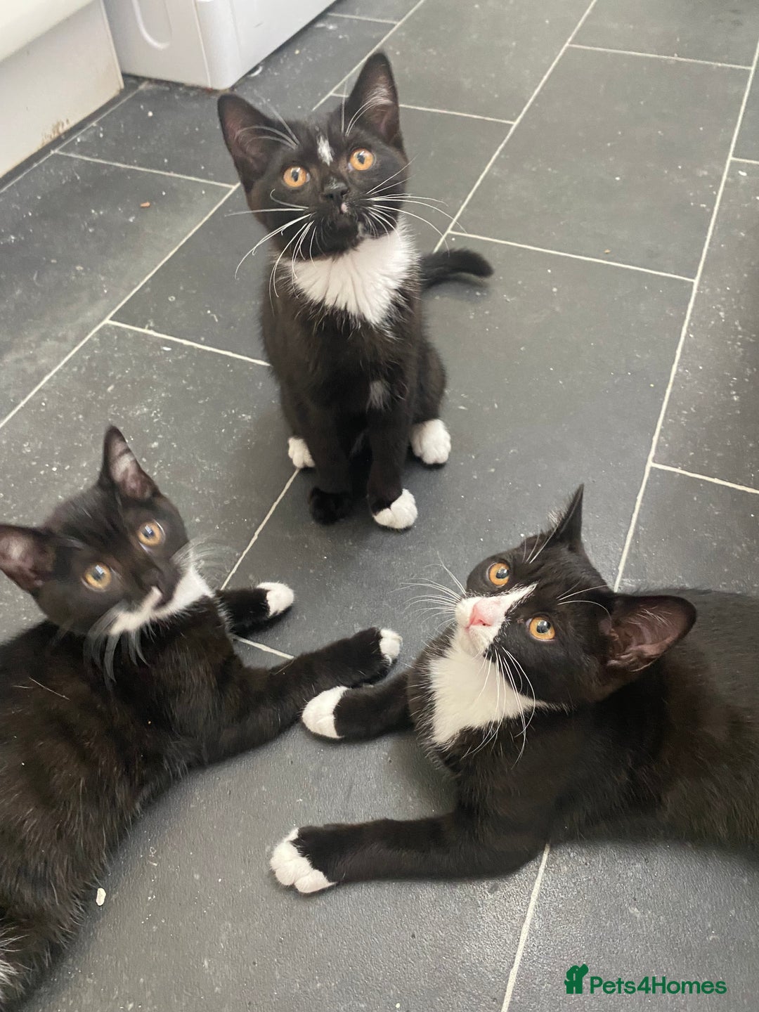 Mixed Breed cats for sale: ✨ Last 3 Adorable Mixed British Shorthair ✨ - Image 1