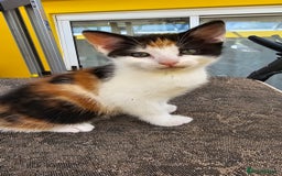 Mixed Breed cats for sale: Beautiful kittens for sale - Image 14