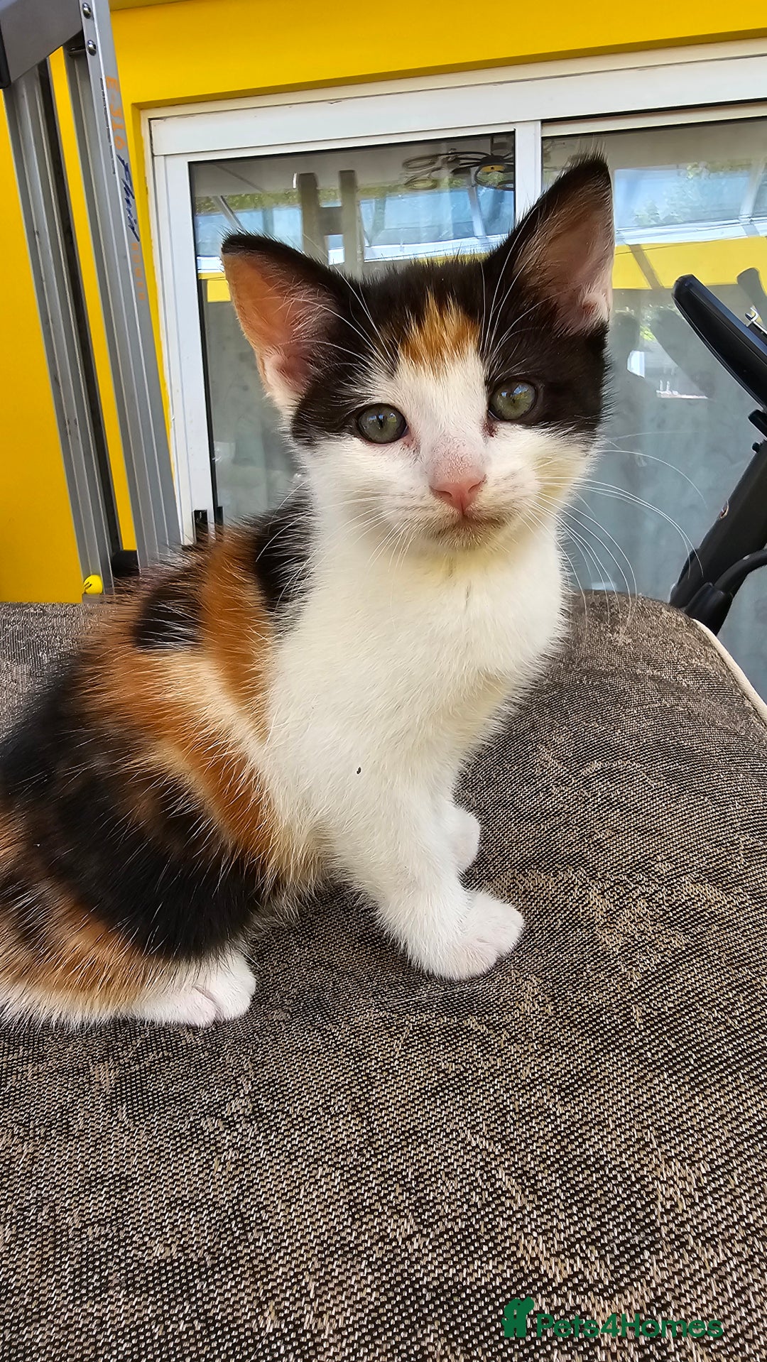 Mixed Breed cats for sale: Beautiful kittens for sale - Image 14