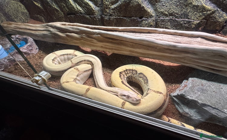 Boa Snake reptiles - Advert 2