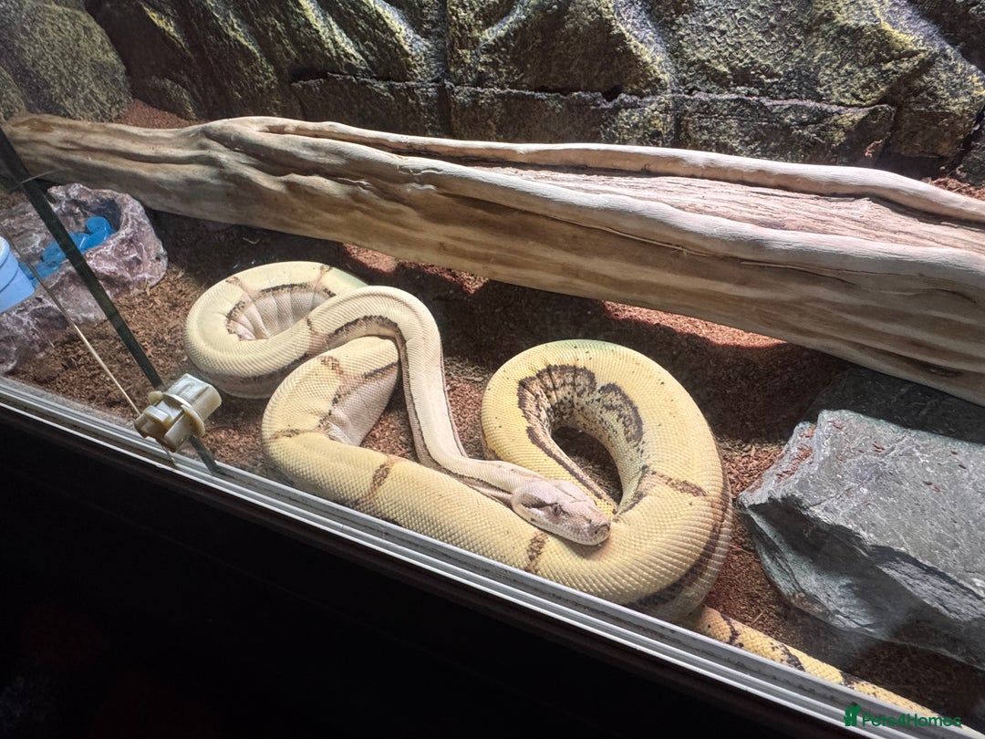 Boa Snake reptiles for sale: Super Albino Motley Boa Bwc - Image 1