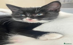 Mixed Breed cats for sale: Stunning 8 weeks old kittens  - Image 11