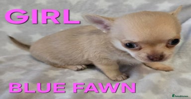 Chihuahua dogs - Advert 10