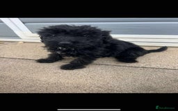 Mixed Breed dogs for sale: Toy poodle puppies  - Image 4
