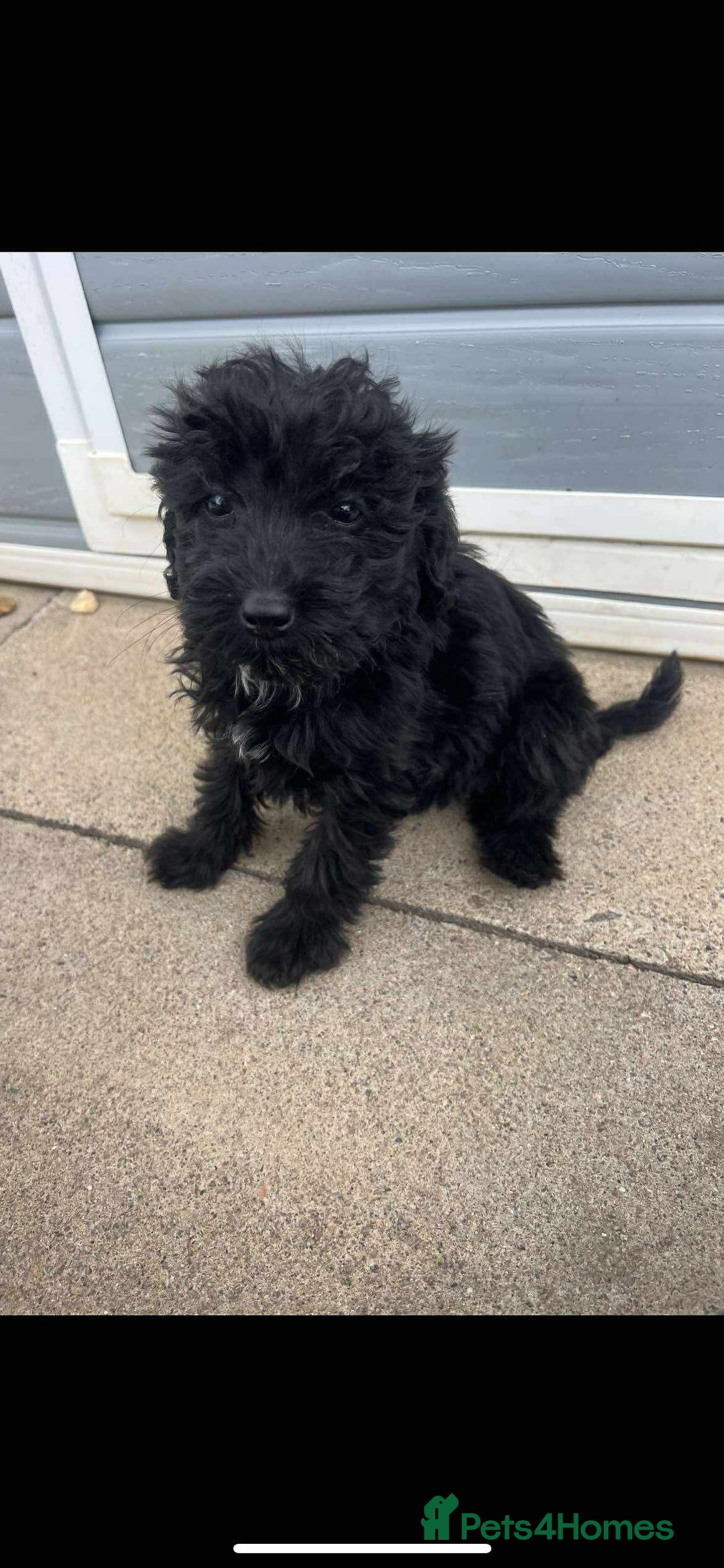 Mixed Breed dogs for sale: Toy poodle puppies  - Image 4