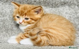 Mixed Breed cats for sale: Stunning Turkish angora x Maine coon - Image 16