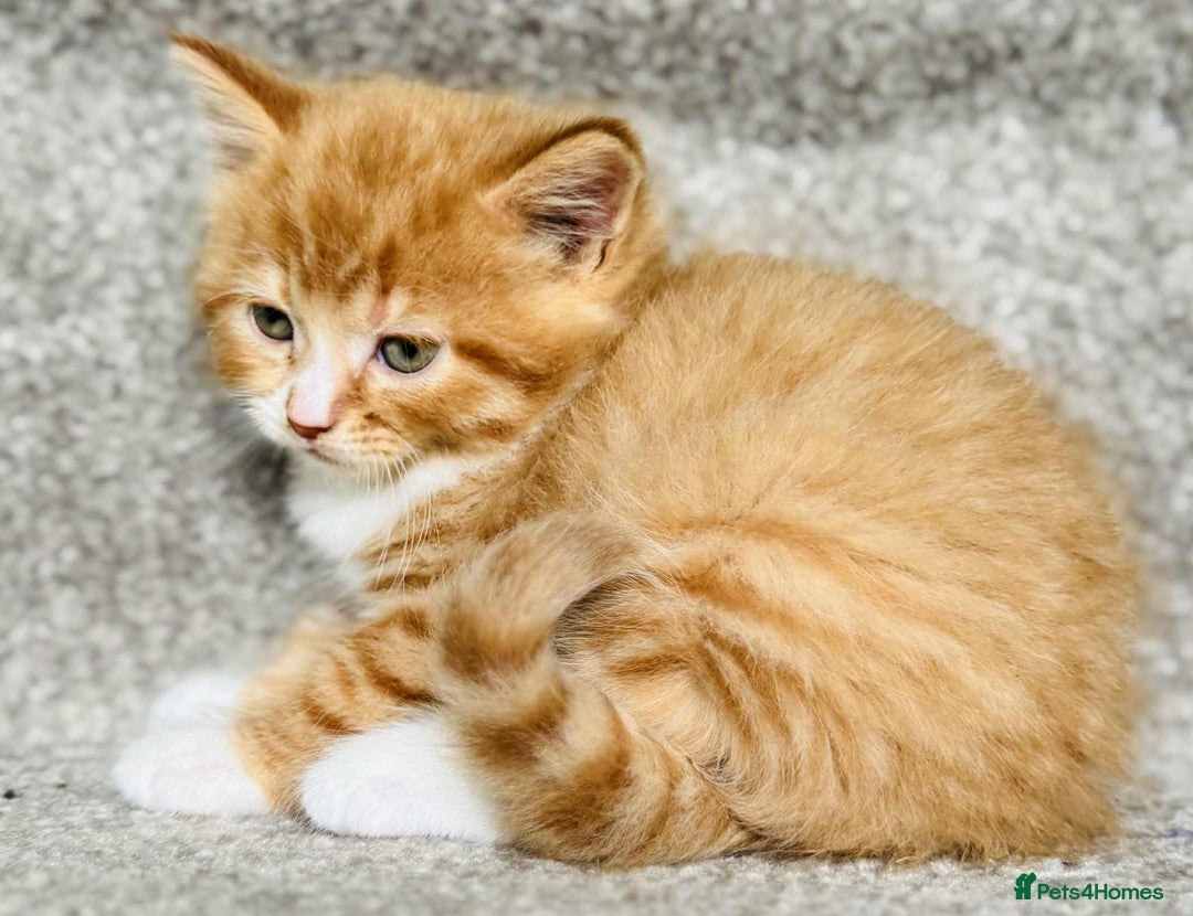 Mixed Breed cats for sale: Stunning Turkish angora x Maine coon - Image 16