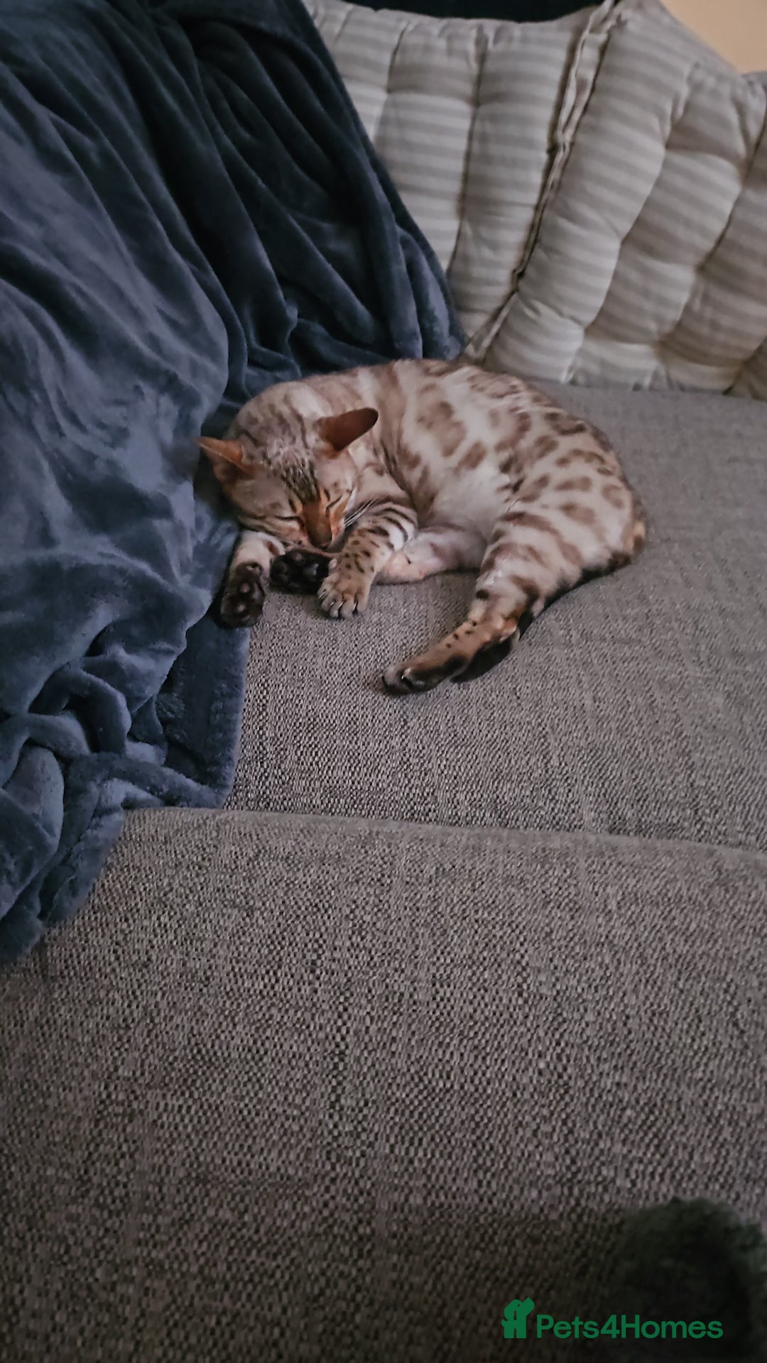 Bengal cats for sale: Snow bengal female TICA registered  - Advert 3