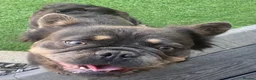 French Bulldog dogs for sale: Fluffy Frenchie boy - Advert 2