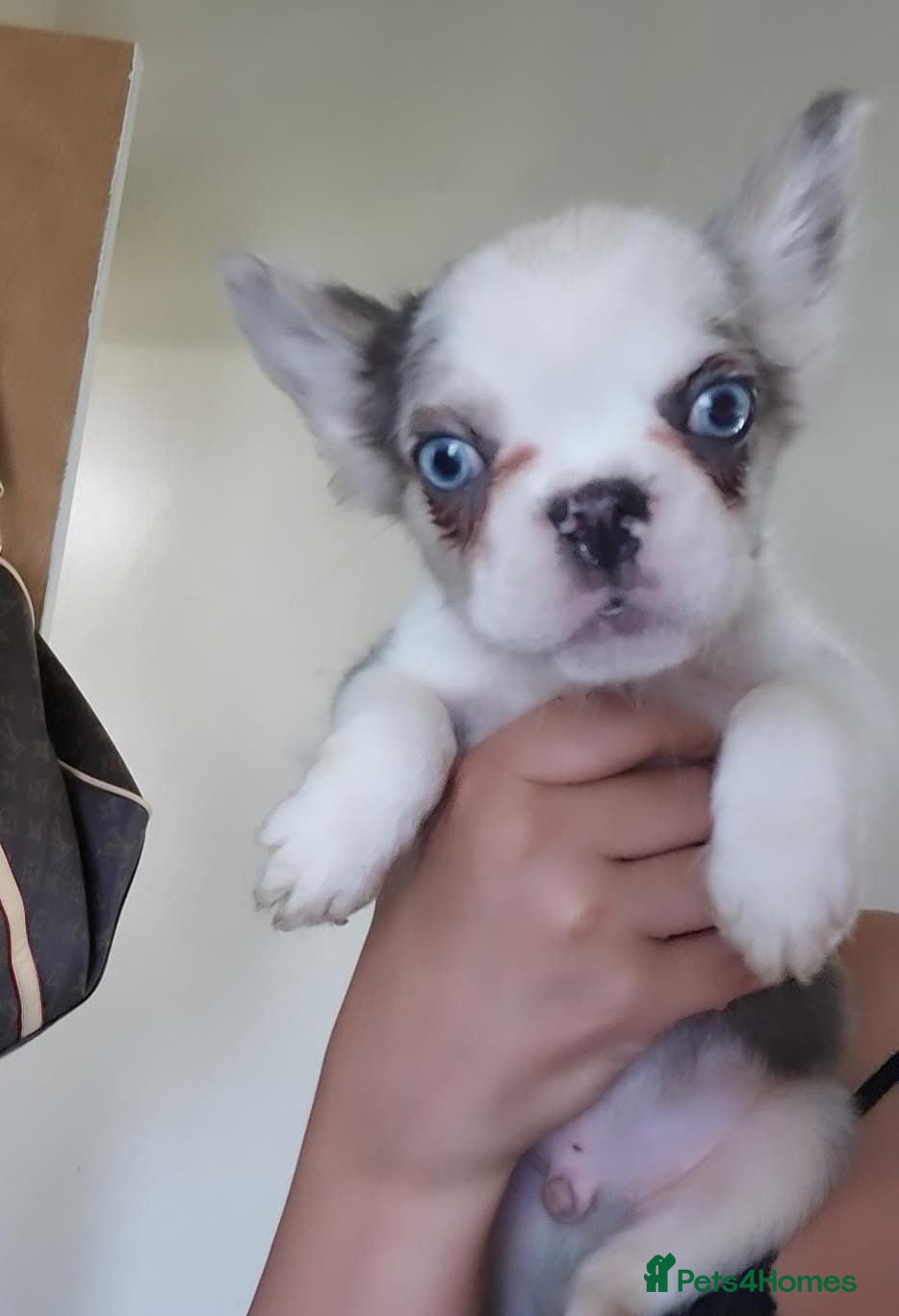 French Bulldog dogs 🐾 Beautiful Full Fluffy French Bulldog Puppies 🐾 - Advert 18