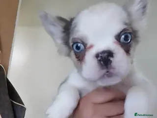 French Bulldog dogs 🐾 Beautiful Full Fluffy French Bulldog Puppies 🐾 - Advert 5