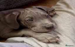 Mixed Breed dogs for sale: Last two mastiff pups available  - Advert 12