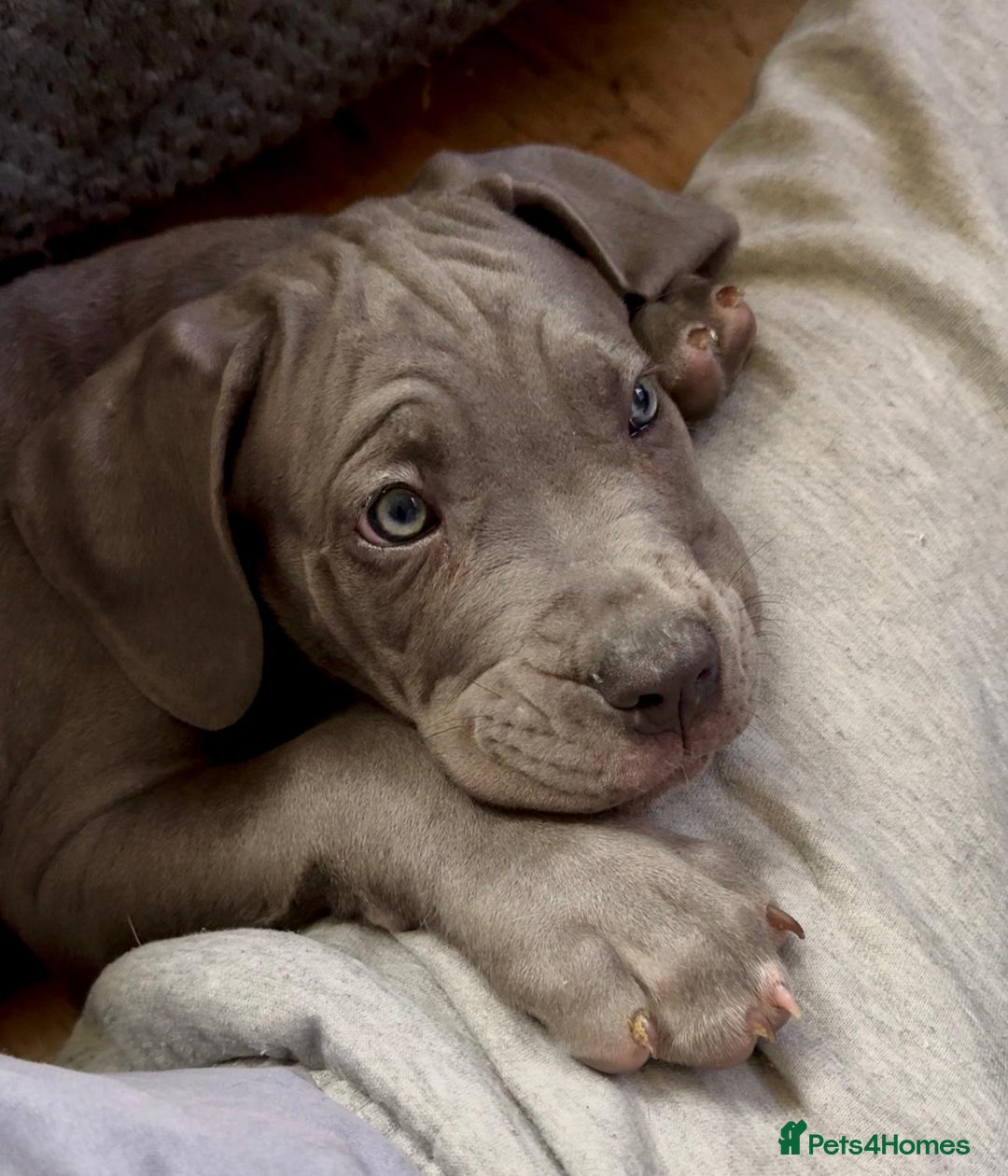 Mixed Breed dogs for sale: Last two mastiff pups available  - Advert 12