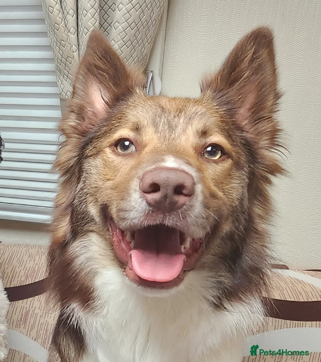 Mixed Breed dogs for sale: ☀️🌙Waiting list open🌙☀️ - Advert 6