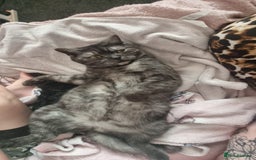 British Shorthair cats for sale: Gorgeous Female Smoke Tabby for Sale!! - Image 4