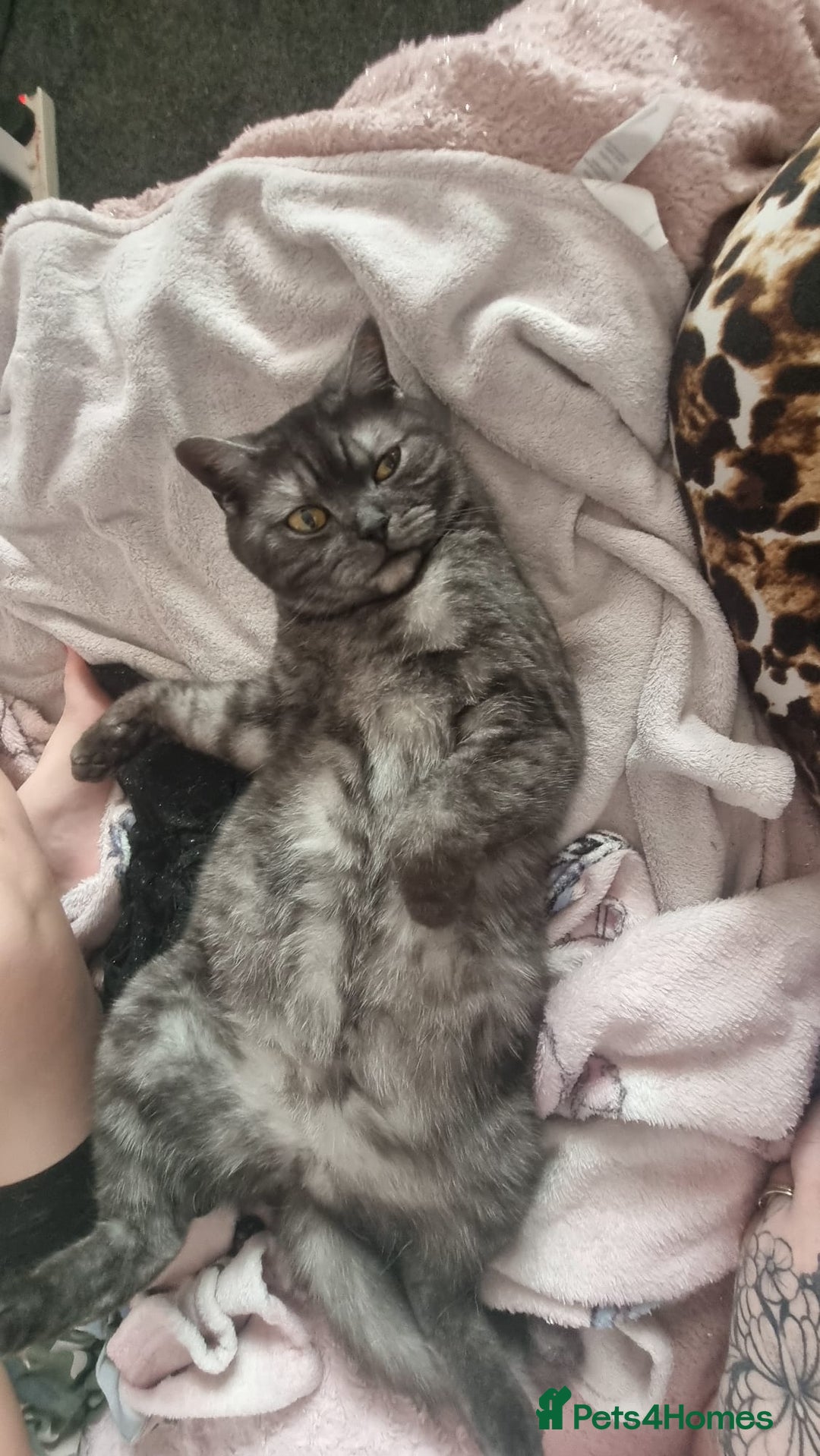 British Shorthair cats for sale: Gorgeous Female Smoke Tabby for Sale!! - Image 4