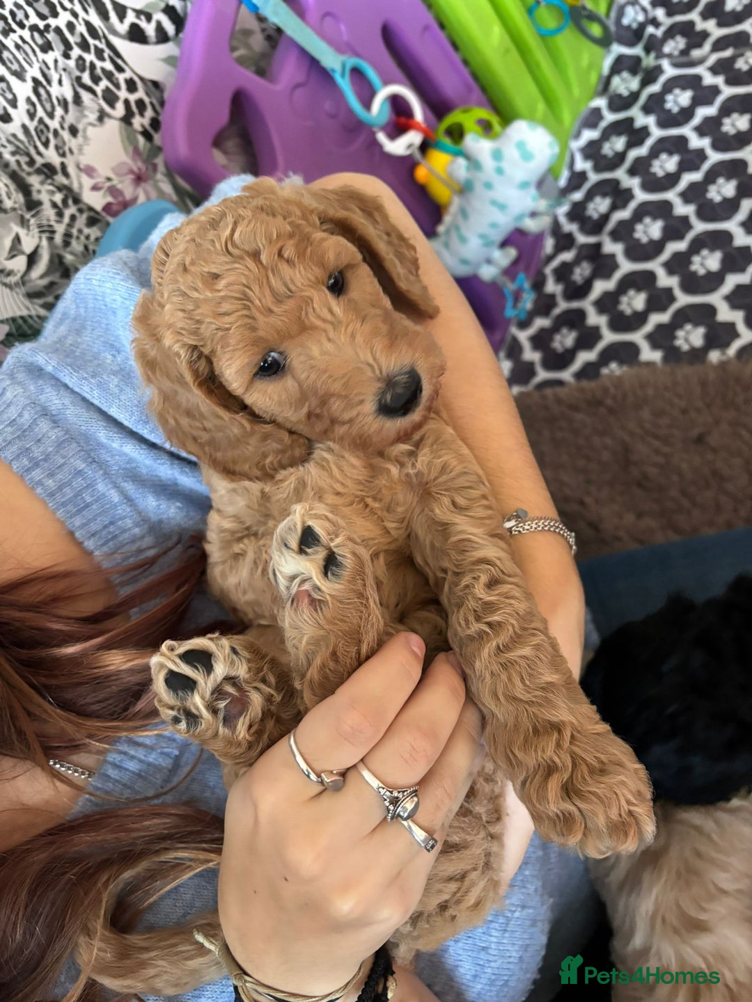 Standard Poodle dogs for sale: Beautiful standard poodle puppies - Advert 22