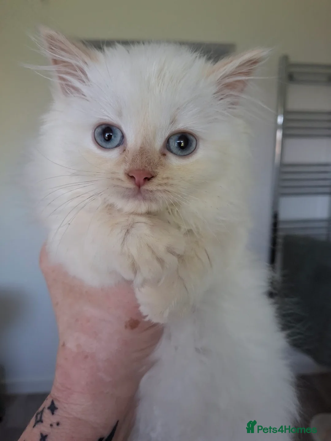Ragdoll cats for sale: Stunning Flame Point Male Ragdoll Kitten - Advert 1