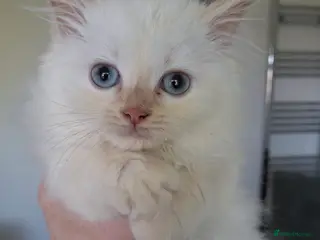 Ragdoll cats Stunning Flame Point Male Ragdoll Kitten - Advert 1