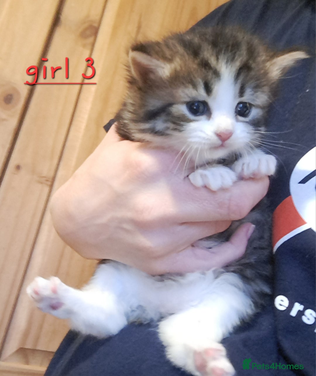 Domestic Shorthair cats for sale: 5 gorgeous kittens for sale  - Advert 17