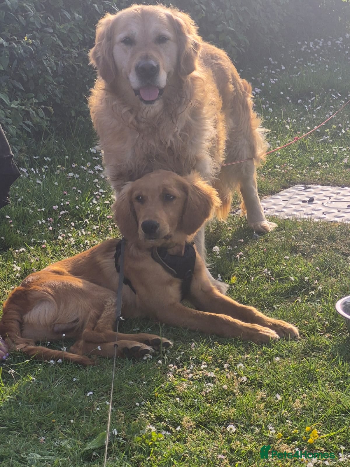 Golden Retriever dogs Handsome KC Male Golden Retriever  - Advert 15