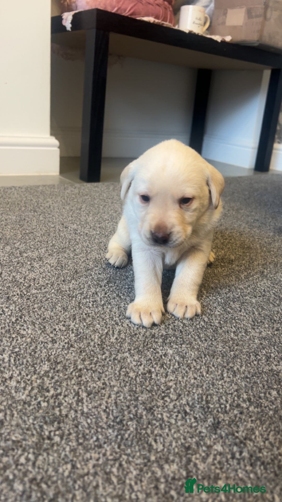 Labrador Retriever dogs for sale: Stunning Labrador puppys - Advert 13